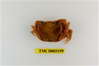 藏品(拉氏清溪蟹)的圖片